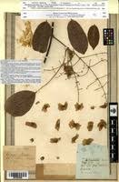 Image result for Flabellaria paniculata