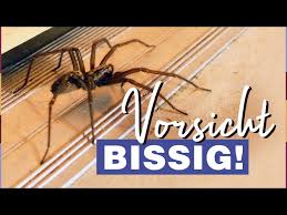 Image result for große winkelspinne biss haut reaktion