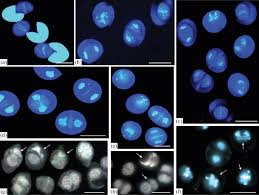 Image result for Cleome polyanthera