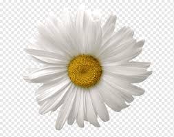 Gambar bunga kartun hitam putih mewarnai bunga matahari. Daisy Umum Bunga Kelahiran Chamomile Bunga Matahari Fotografi Bunga Matahari Stiker Png Pngwing