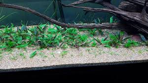 Crypt wendtii green is one of the easiest varieties of crypts to grow and is great for beginners. Crypt Wendtii Green The Planted Tank Forum