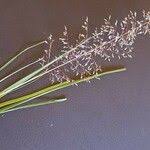 Image result for Sporobolus festivus