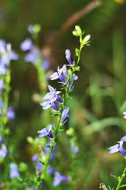Image result for Lobelia hartlaubii