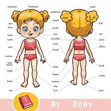 This is the region of the chest from the thoracic inlet to the thoracic diaphragm. Cartoon Visual Dictionary For Children About The Human Body Royalty Free Cliparts Vectors And Stock Illustration Image 94695668
