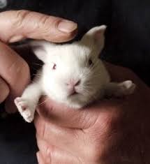 Cute baby bunnies 2 weeks old amazing little babies rabbits video. Breeding Rabbits Two Week Old Baby Bunnies