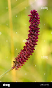 Image result for Centemopsis