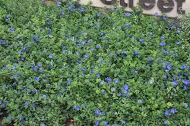 2.00 to 3.00 feet bloom time: Azulzinha Nome Popular Evolvulus Glomeratus Nome Cientifico Blue Hawaiian Plants Blue