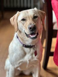 My baby girl River!! She is 1.5 years old! The best ever