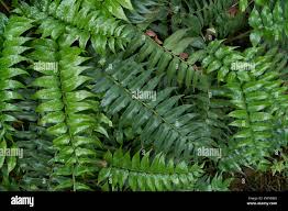 Image result for Lomariopsidaceae
