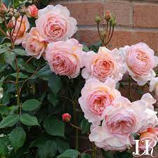 A Shropshire Lad David Austin Climbing Roses David Austin Roses Climbing Roses