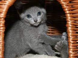 Ollie is sold but i do have another younger male that will be rea. Russian Blue Cat Price How Much Do Russian Blue Kittens Cost Russian Blue Kitten Russian Blue Cat Kittens
