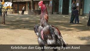 Kelebihan Dan Gaya Bertarung Ayam Aseel Ayam Jantan Ayam Jenis
