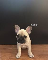 Jordans Growth Chart French Bulldog Puppy At 9 Weeks