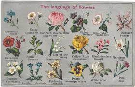 They even play a large role in. The Language Of Flowers Two Chums