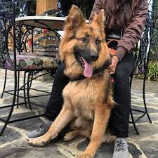 Pin On Dogs