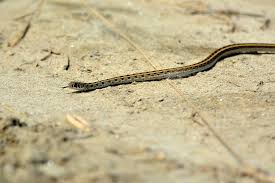 Image result for Amphiasma