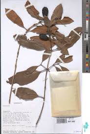 Image result for Strobilanthopsis