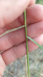 Image result for Aristida pilgeri