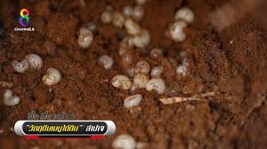 แนวกินถิ่น อีสาน วิถีชีวิตกับ อาหาร พื้นบ้านๆ จาก ข้าวเหนียว แมง แมลง ปลา à¸•à¸²à¸¡à¸¥ à¸²à¸«à¸²à¹„à¸‚ à¹à¸¡à¸‡à¸¡ à¸™ Youtube