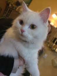 Is anyone missing a kitty? Spotted across from the boat launch (12/24  4:30ish) He/she was curious but wouldn't come to me.