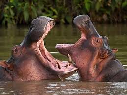 Image result for Hippocratea pallens