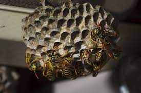 How And When To Control Paper Wasps
