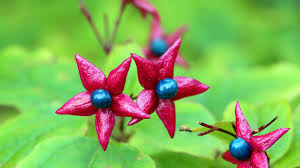Image result for Clerodendrum ternatum