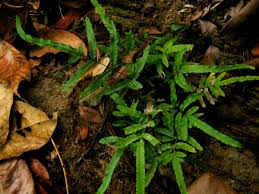 Image result for Pteridaceae