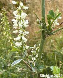 Image result for Melilotus albus