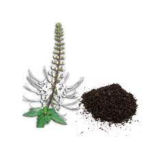 To cure uti, just pluck fresh misai kucing leaves (about 4 or 5 leaves will do) and tear them into smaller pieces. Misai Kucing Java Tea