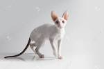 Cornish Rex Kittens For Sale In Virginia