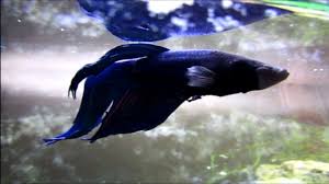 You'll find a high quality of healthy and colorful betta fish for sale. Beautiful Dark Blue Betta Fish Youtube