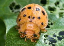 Mexican bean beetle eggs (not to be confused with ladybug eggs which are shaped similar and stick up off the leaf on which they were laid.) newly hatched mexican bean beetle larvae (notice the tiny yellow larvae and the white egg casings they are leaving behind.) Mexican Bean Beetle Wikipedia
