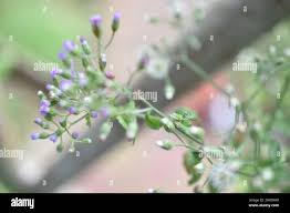 Image result for Vernonia schlechteri