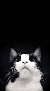 Black And White Kitty Wallpaper Black White Cat Looking Up White Cat Cat Pics Cats