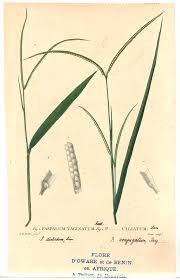Image result for Paspalum conjugatum