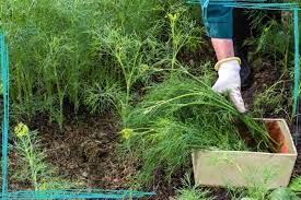 We did not find results for: How To Harvest Dill Without Killing The Plant Together Time Family