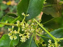Image result for Catha edulis