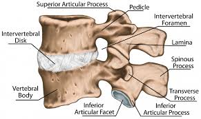A few weeks later, hip pain may develop. Understanding Spinal Osteosarcomas