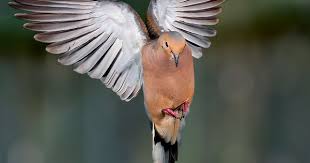 Birds That Don T Fly 94 Mourning Dove By Kenton Miller On 500px A Mourning Dove Comes In For A Landing Mourning Dove Doves Dove Flying