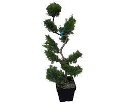 Boutique ma jardinerie à botans, code postal : Ma Jardinerie Botans