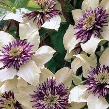 Passion Flower Clematis Clematis Flower Clematis Plants Flowering Vines