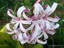 Planta liliácea, de flores grandes y hermosas / liliaceae wikipedia la enciclopedia libre : Flores Del Lirio O Lilium