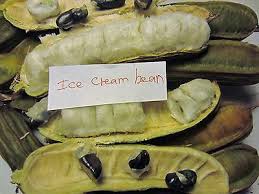 ~inga cipo~ ice cream bean inga edulis ~monkey tail inga~ live small pot'd plant. Ice Cream Bean Plant 28 Inga Feuillei Tropical Fruit Tree Pacay Ebay