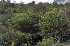 Image result for Sesbania macowaniana