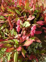 Image result for Persicaria