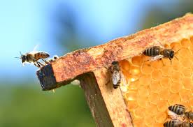 #9 • sep 4, 2013. Future Food Could Edible Bee Larvae Help Feed The World By 2050