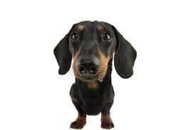 Dachshund dogs and puppies for sale in the uk. Are Dachshunds Expensive To Own Dachshund Central