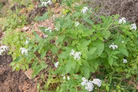 Image result for Euploca ovalifolia