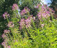Image result for Cleome houtteana